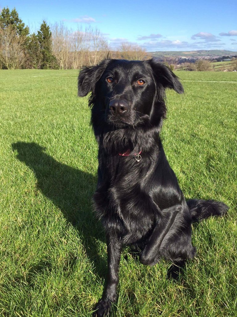 CedarGroveVets's tweet photo. Things are hotting up in our #photocomp2016. Want your pet entered? Find us on https://t.co/jjS72Ek0q1 https://t.co/OHuaYJcTf2