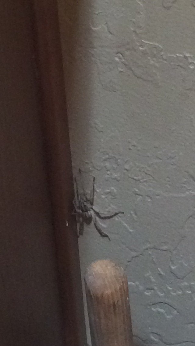Neon_Cactus_702's tweet photo. We have HUGE spiders in #vegas & it's not uncommon to see one while enjoying your afternoon poop. #SpiderTweet https://t.co/Yxy8qDvYyi