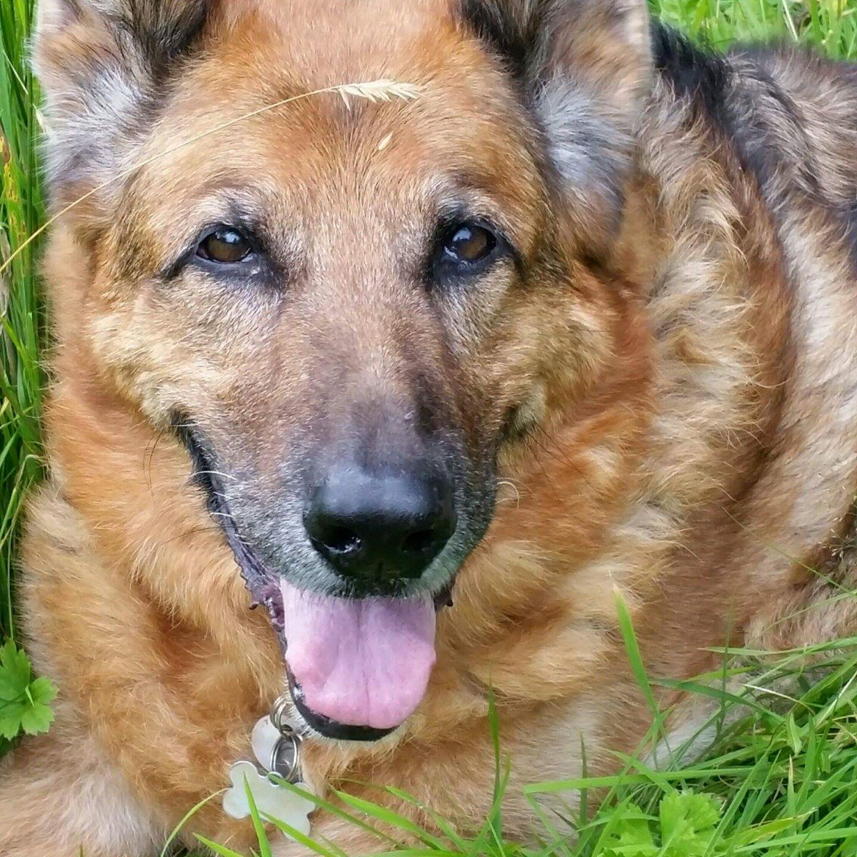 CedarGroveVets's tweet photo. Some more of this year's entrants
#photocomp2016 https://t.co/Qnk8z2nm5P