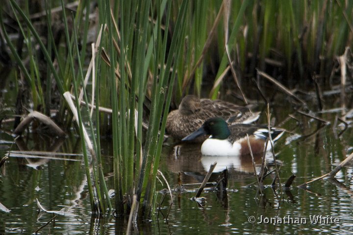 Fotophysis's tweet image. Northern Shoveler, Anas clypeata
#photooftheday #nature #photography #birds #habitat #biodiversity #migration #duck