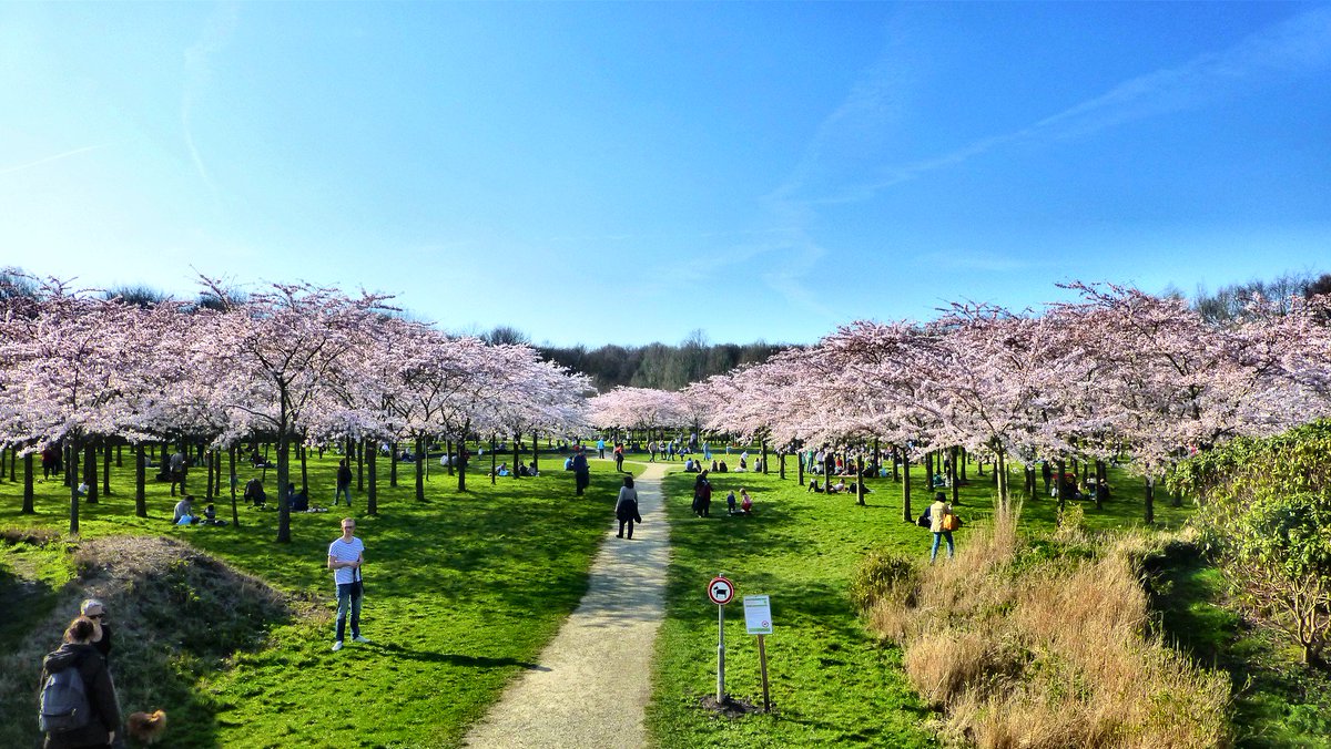 WustMarcel's tweet photo. Carpe diem, #lente in Japanse bloesempark #japansebloesem #amsterdamsebos, https://t.co/dAy4aeyvZn