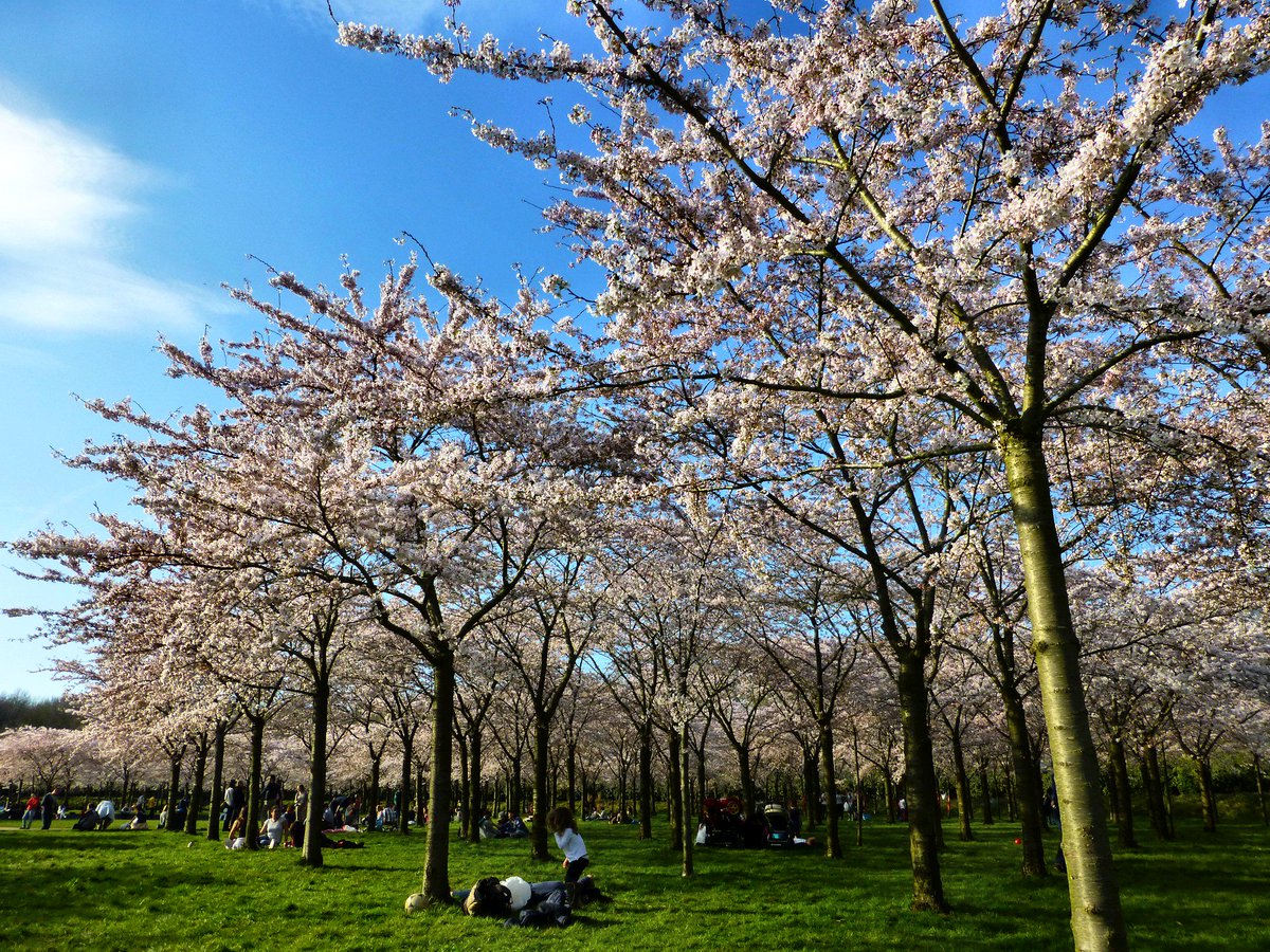 WustMarcel's tweet photo. Carpe diem, #lente in Japanse bloesempark #japansebloesem #amsterdamsebos, https://t.co/dAy4aeyvZn