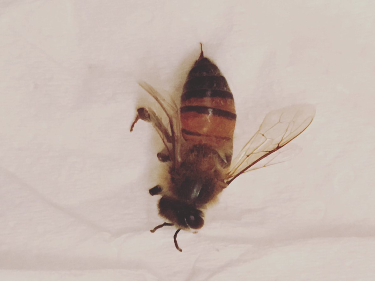 mapmybees's tweet image. Mapping dead bees at thebeemap.com  . This bee from AZ's stinger is visible - a rarity.