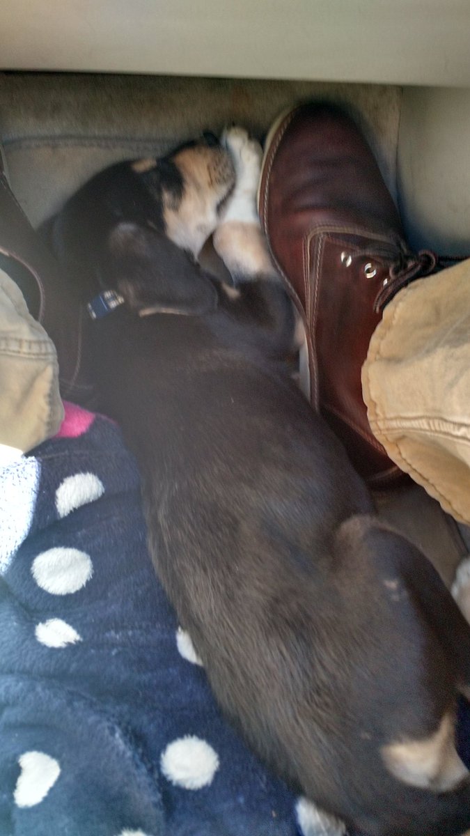 My dad had to take this little guy out to a foster home today.. Poor little guy was wiped out! <a href="/LIB_Rescue/">Life is Better Rescue</a>