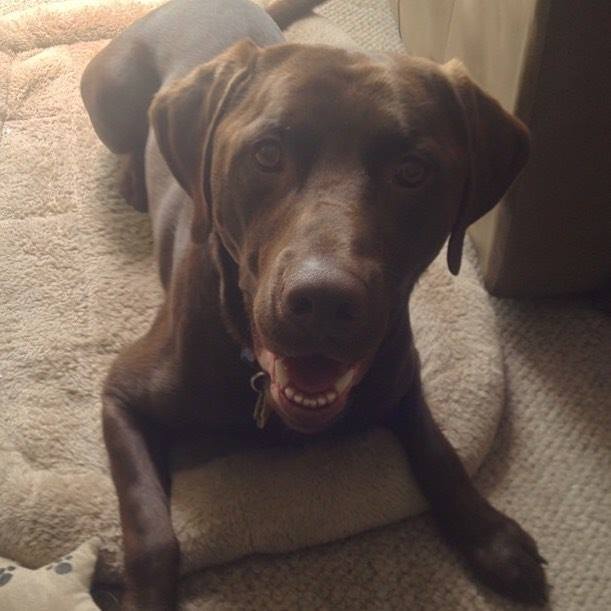 Teacupdogsdaily's tweet photo. Happy Sunday everyone! โค๏ธ๐ถ๐พ #rexandfriends #adoptdontshop #CuteDogs #chocolatelab #dog #doโฆ https://t.co/CCd61WAkM4 https://t.co/c3cLxN85ZH