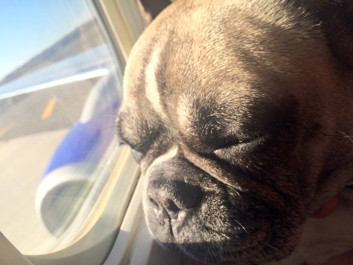 MissStellaBean's tweet photo. Back home in #NYC βοΈ I like the #jetsetter life. Where to next? #flyingfrenchie https://t.co/nlsdxi6NwJ