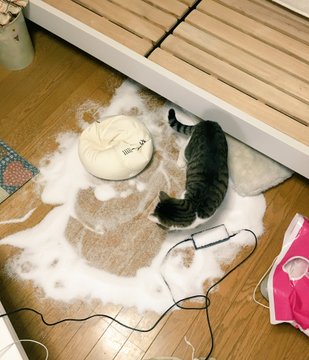 ねこがビーズクッションで遊んだ結果 部屋が一面の雪景色に ライブドアニュース