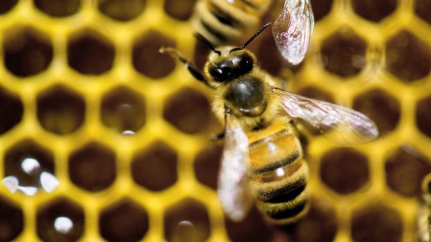 CBCNews's tweet image. Beekeepers want to prevent infestation of beetles that 'slime' honey cbc.ca/1.3518745
