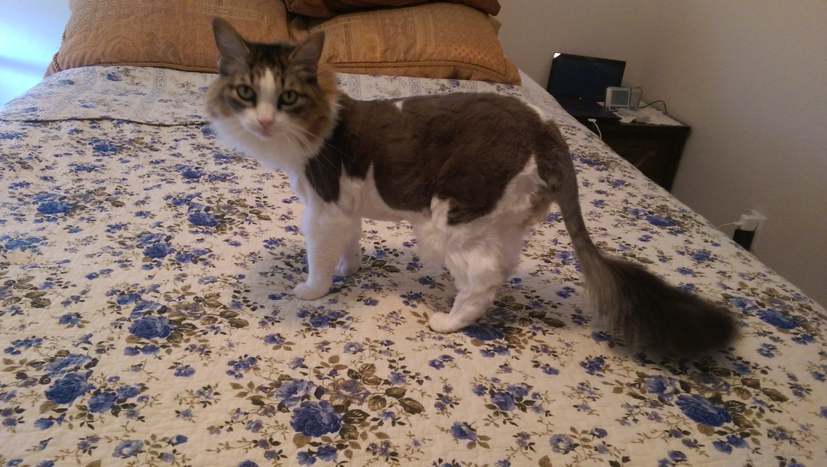 mister_chivers's tweet photo. Sis Tabby - before and after @purrjamm taking her Winter fur off. She is so skinny now. https://t.co/LXViFHN8Gt