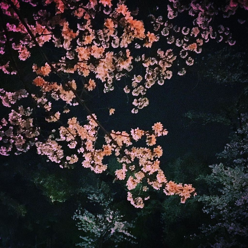 hal2300's tweet photo. 夜桜 ＃桜 #cherryblossom  #小山市 #お花見 https://t.co/hO7HyNWFJX https://t.co/Euu9yLiJMY
