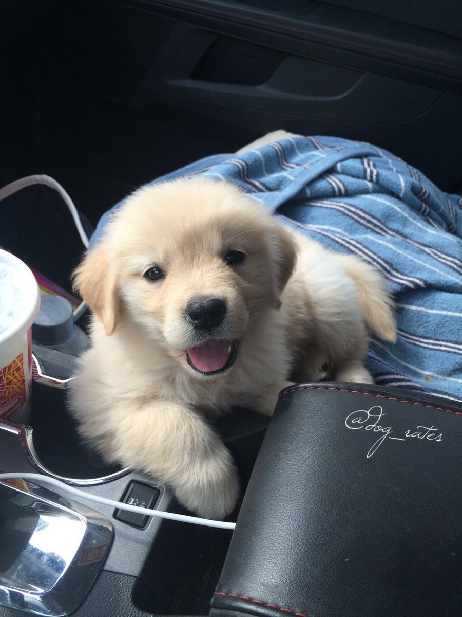 WeRateDogs tweet media