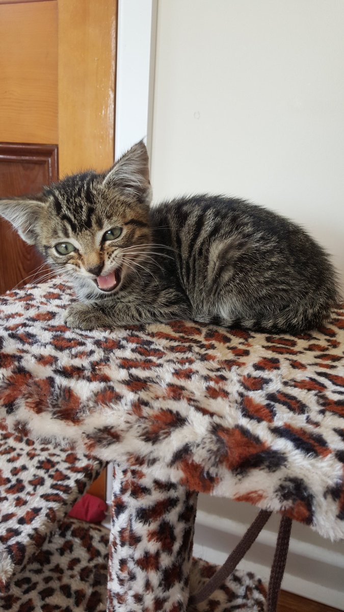 toridale1993's tweet photo. Arrived home yesterday to a new study buddy (read distraction). Thanks for a great weekend @susansadler01 https://t.co/SZBGfNxx2i