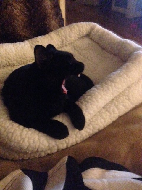 PetsFetch's tweet photo. Oliver loves nap time! #CatsofHouston #cats #Houston #Kitty #naptime https://t.co/3Z1Uh2o2Wq