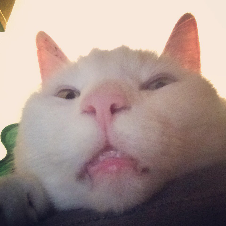 BC_Channel's tweet photo. Draco is looking fly tonight everybody. Imagine this face next time you !pet J~ https://t.co/vYwA9iP3oz
