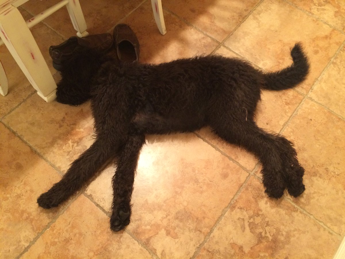 SterlingArcherH's tweet photo. So..... My weekend rocked. #WeekendGoals Complete! #RandR #dogs #dogsoftwitter #BlackDogsRock #SRQ #DogsofSRQ https://t.co/U8zeBRVMzL