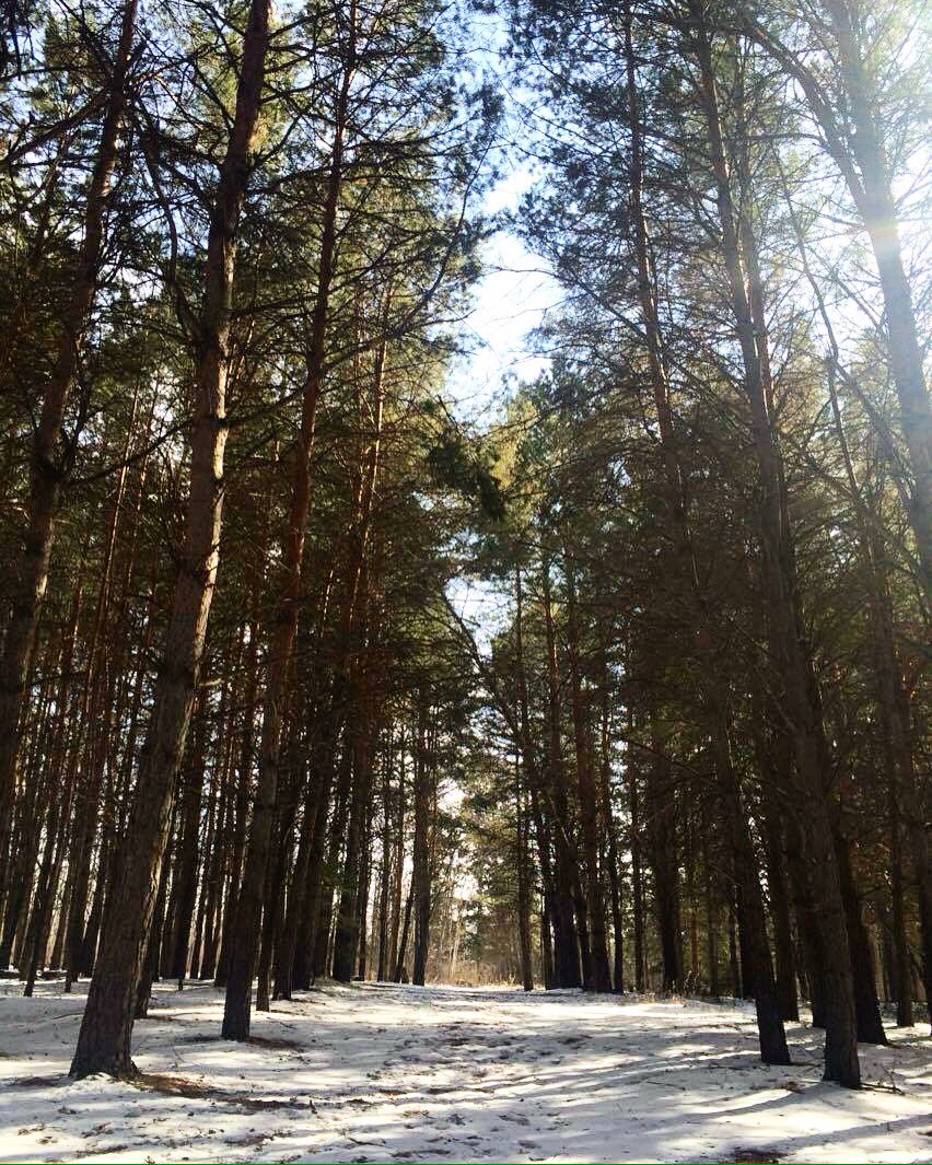 TinyExplorersMB's tweet image. Beautiful day to be out in the woods! #hiking #NeverStopExploring #letitsnow