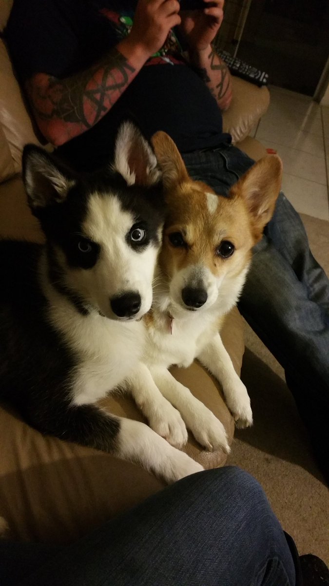 LdyLoneWanderer's tweet photo. Havoc thanks those who have donated so far! ♡ we can do it! #Help #Donate https://t.co/S0mixMcPHo @donateforpets #RT https://t.co/r0RqS0gnNe