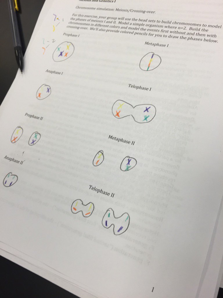 Pollock_Fish's tweet photo. #CummingsWeek11
@UNKBiol106AC Wrapping up learning about genetics and cell traits https://t.co/Y0WTpEeX19