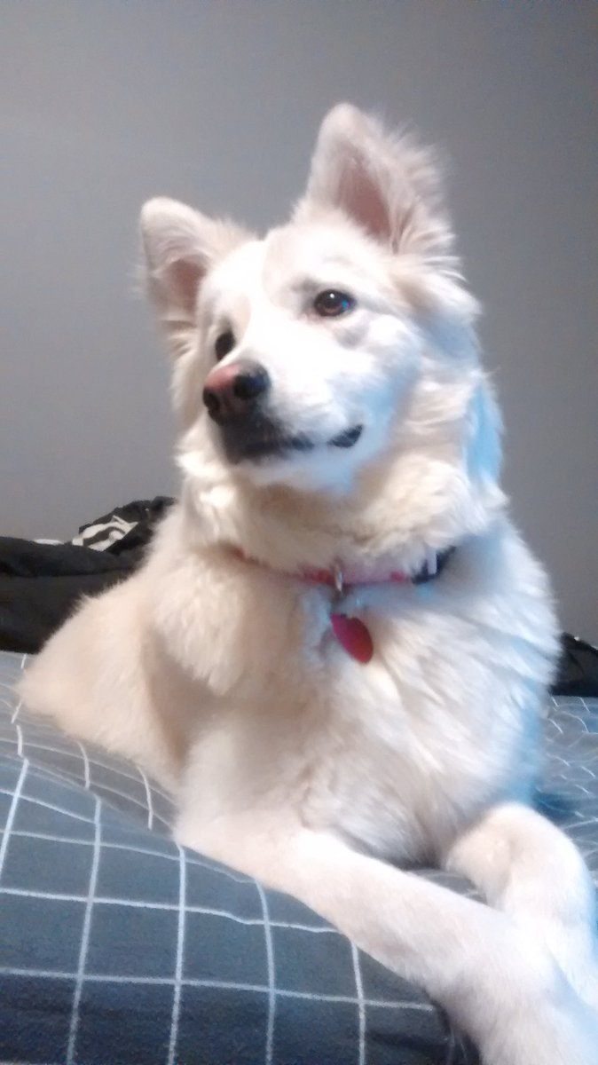 TeeeClaa's tweet photo. I still can't believe I picked up my best friend from the shelter the other day, welcome to the family Delilah! https://t.co/Bqus30jeTn