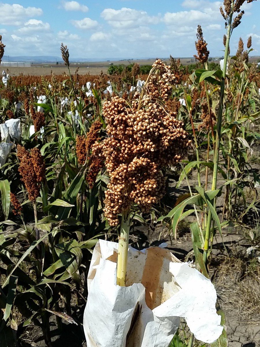Crooked50's tweet photo. Impressed with first cross to some Indian germplasm. #sorghum #QAAFI #DAFQld #grdc https://t.co/3EvxeYvkoj