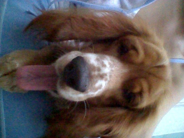 monicamonita's tweet photo. @HermososPerros #Pistacho #cockerspaniel #cockermania https://t.co/lpwCkFV0N1