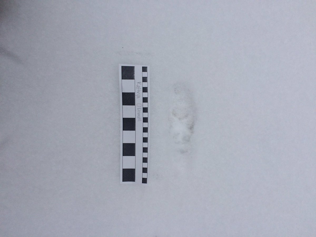 kathrynodon's tweet image. Came across coyote tracks in #net205 pretty neat !