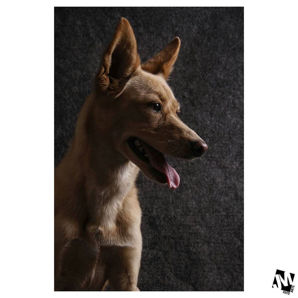 YuridiaVvallejo's tweet photo. Solea #canes #dog #dogs #perros #dogsofinstagram #perrosdeinstagram #beautydog #beautydogs #canon #photo #photograp… https://t.co/7LkGeg3XAN