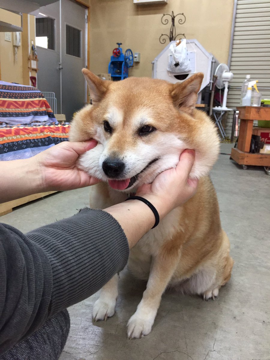 びょーん 顔の皮が伸びた柴犬ムーコちゃんがかわいすぎ 笑