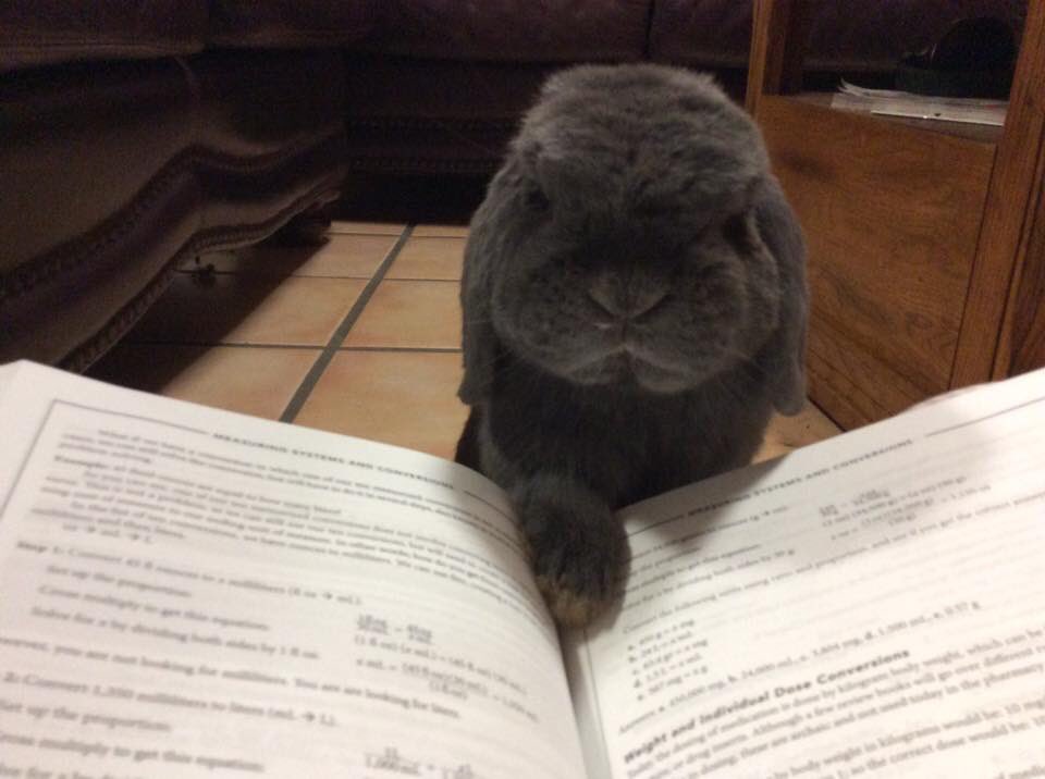 Mama isn't allowed to study for her pharmacology exam. #bunny #rabbit #cute #pets #homework #distraction #College