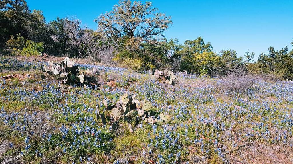 Hill country wildflowers; Down a Llano County Road. #flowers #wildflowers #texashillcountr… ift.tt/1UOz6tt