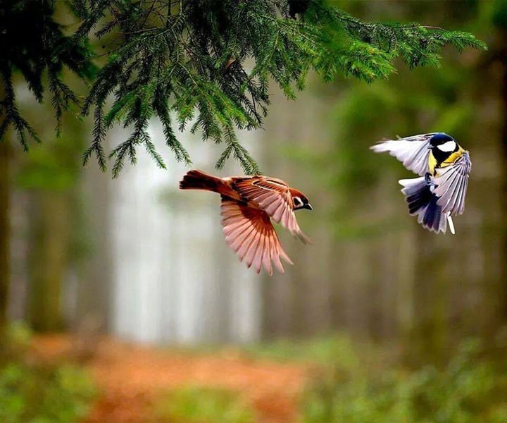 Hello My dear friends 💐💕Salaam💕 hola buenas dias 💕And Good morning everyone 💕