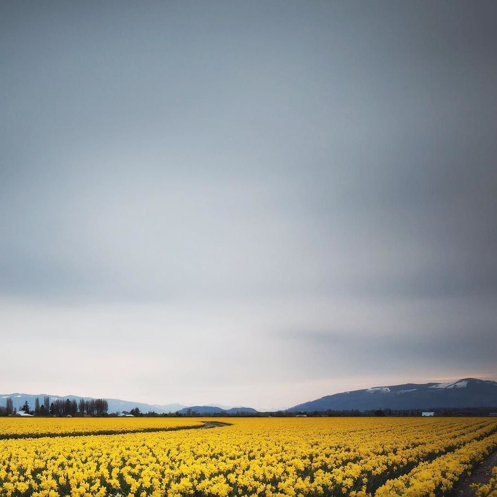 nicolesy's tweet image. In the short year I lived in Seattle, I visited the tulip fields in Mount Vernon. Unfortun… ift.tt/25FwUb4