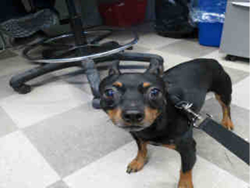PetfindToronto's tweet photo. Pls #RT2unite #FOUND #DOG-4/2 #Toronto A739331 #NORTH 416-338-8723 #ManchesterTerrier M/?Age #KEELE #LAWRENCEW https://t.co/orPMBPj7RV
