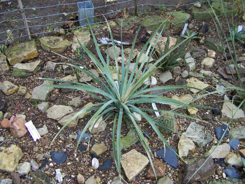 ExoplantForum's tweet photo. #Yucca whipplei 

https://t.co/FR7OryUPJk https://t.co/IT9a9QoSGu