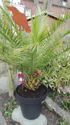 ExoplantForum's tweet photo. #Umtopfen #Phoenix canariensis

https://t.co/3MTzArlCv7 https://t.co/bpN5SGFL40