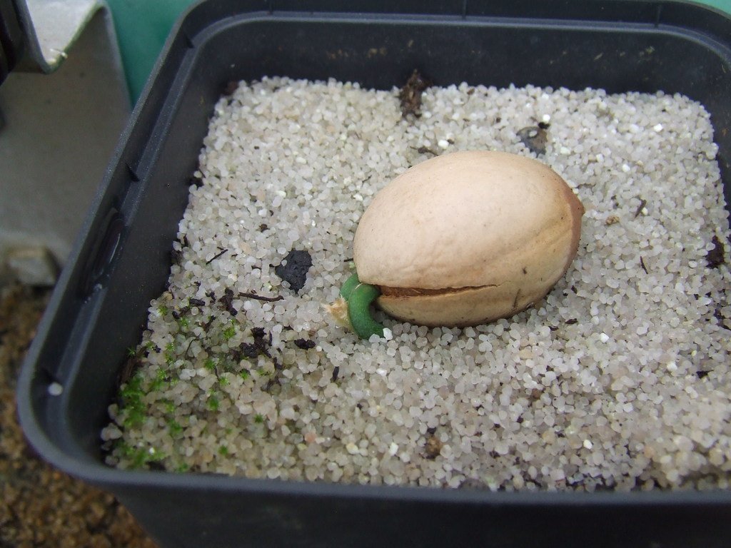 ExoplantForum's tweet photo. #Palmfarne (Cycadales)  #Saat

https://t.co/J1JFcQyIqY https://t.co/0jD2obWpOI
