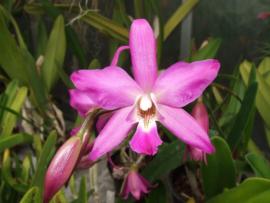 ExoplantForum's tweet photo. #Laelia gouldiana

https://t.co/di4nsVI969 https://t.co/ZHYX3NCPtg