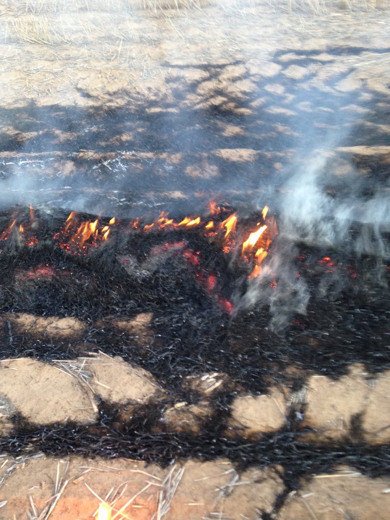 gurraellefarms's tweet photo. Doing a good job #windrowburning https://t.co/skOXejB1hX