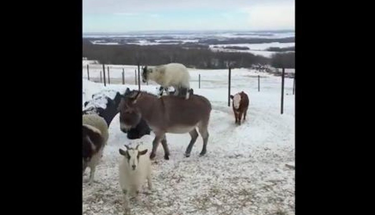 dodo's tweet photo. How did that goat get up there? This donkey has no idea. https://t.co/RjG0A6g1wh https://t.co/OSIsOIdADe