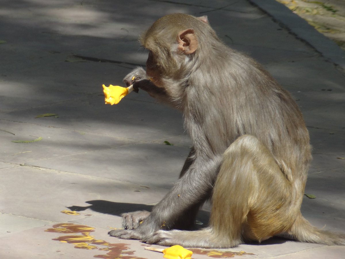DynamiteNews_'s tweet photo. Let me enjoy the Ice cream https://t.co/FWGQDFqGVK #intrestingpic #icecream #monkey #Heat https://t.co/tsMz6hiVvU