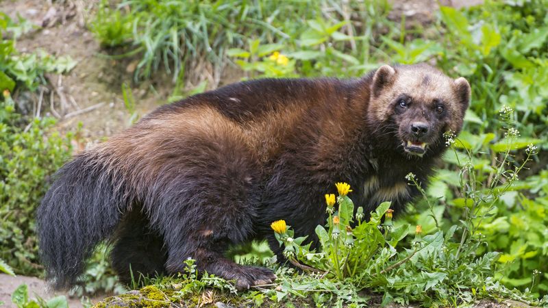 WallpapersOnWeb's tweet photo. Scared wolverine https://t.co/qpugpnyIwy #desktop #wallpaper #animals #wolverine https://t.co/FftxxwJ233