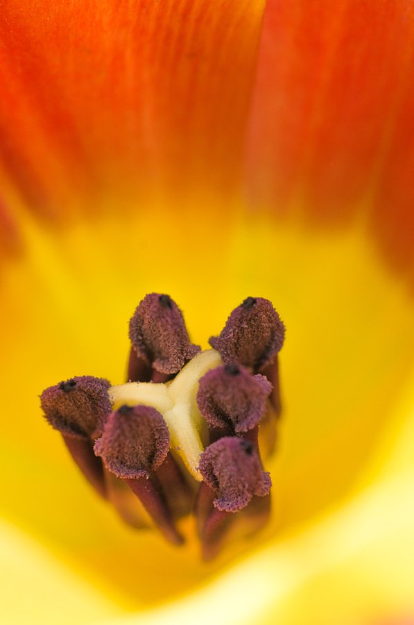 SolihullPhotog's tweet photo. New photo on 500px : Macro Flower #photography #image https://t.co/V7u22q3qvI
