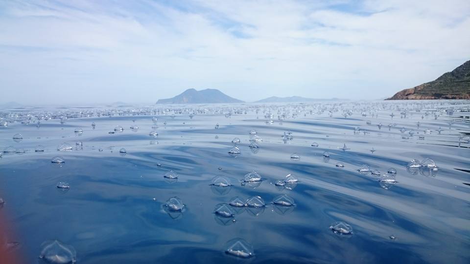 VisitSicilyOP's tweet photo. Le #velelle fluttuano al largo delle #IsoleEolie #filicudi comne #inUnSogno #springinsicily #yummysicily https://t.co/bRU9kBY7Wk