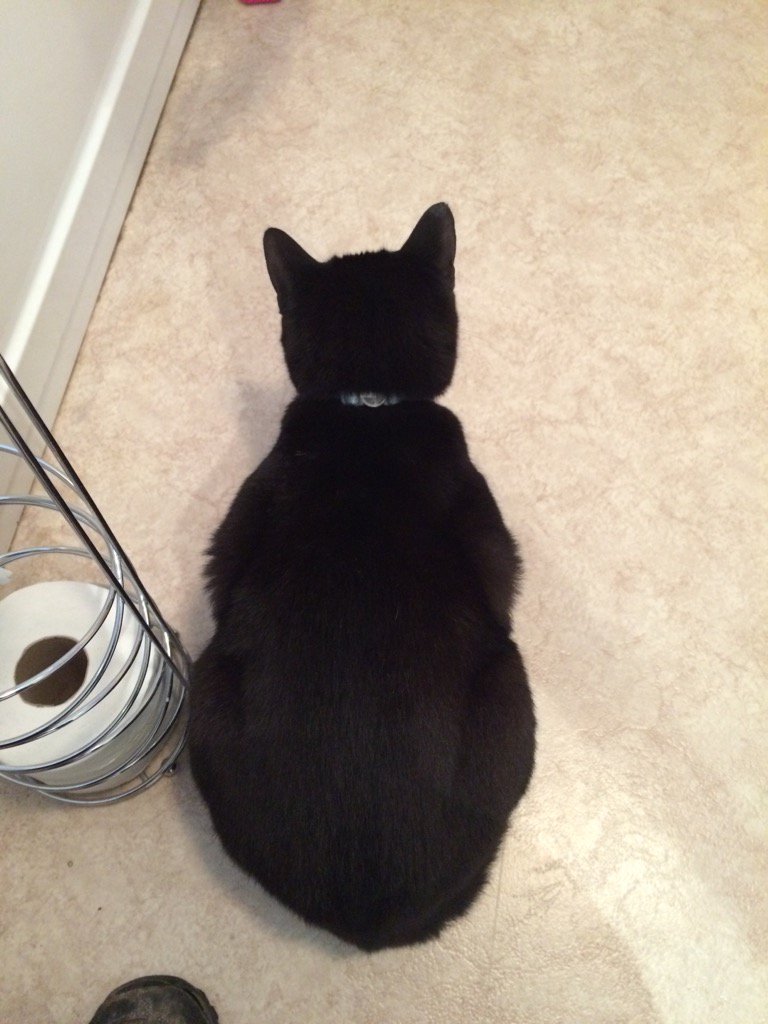 iamclivecat's tweet photo. Bathroom #kittyloafmonday 😺 https://t.co/c3xx2IRXZd