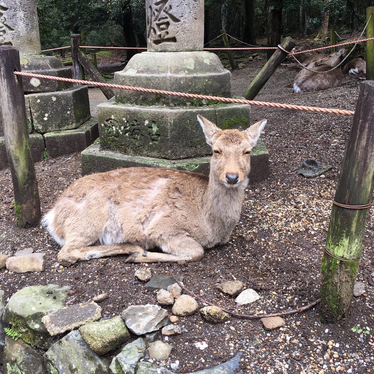 Robert Blaas tweet media