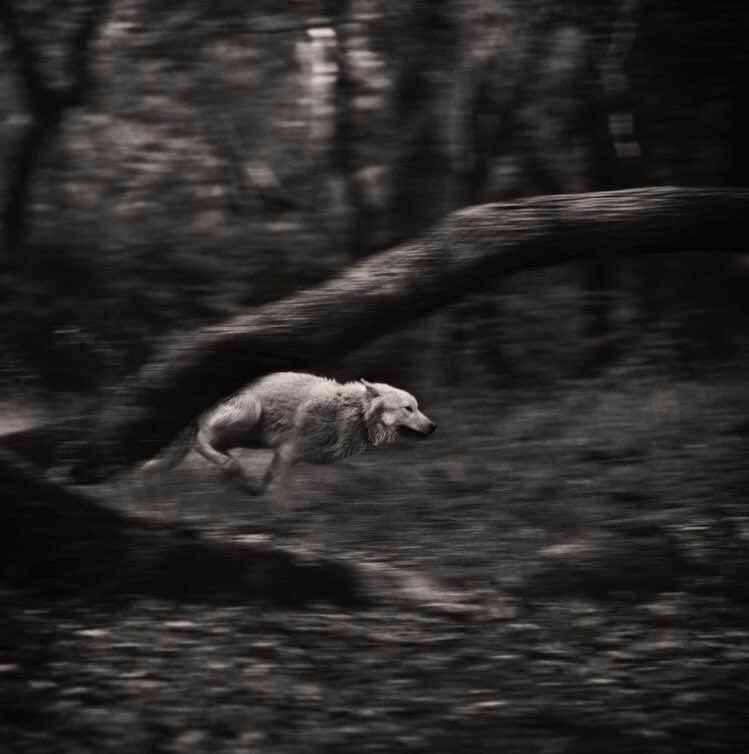 If they were more than simple dreams, she cannot say, for every time she reached for him he vanished into nothing