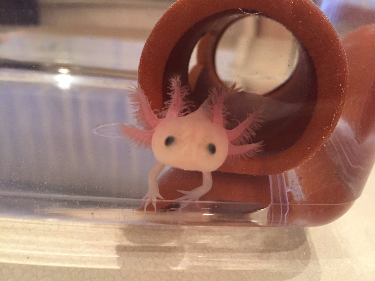 うさぎのムースの仲間たち。
セキセイインコ、ウーパールーパー💓