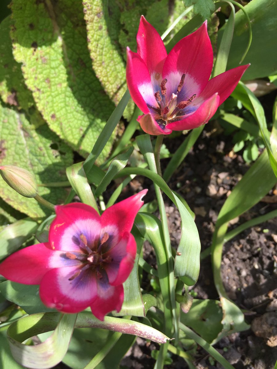 Charmaine Hardy On Twitter Good Morning Folks Flowers