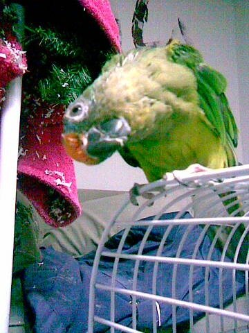 JohnsonLawPA's tweet photo. @Peachfront Alvin is celebrating her 27th birthday this year 2016! #peachfronts #conuresarebest https://t.co/xgMsqXH0fe