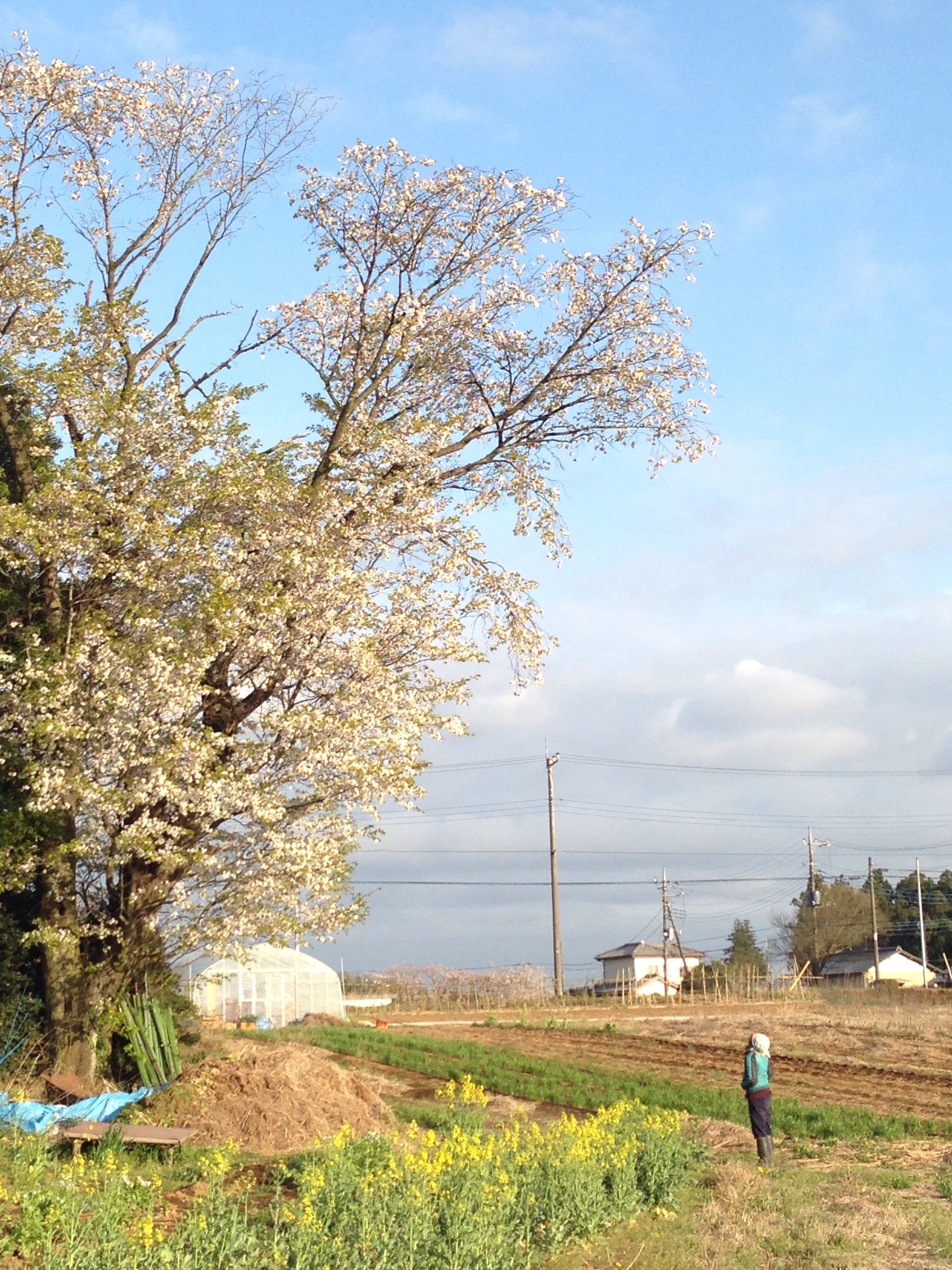 吉野艶子　無修正 